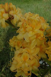 Azalea Sun Chariot